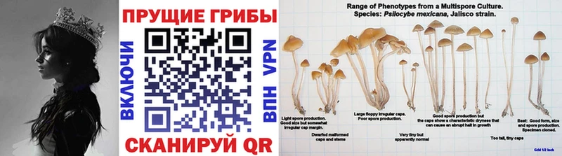 Галлюциногенные грибы ЛСД  Купить где  Балахна 
